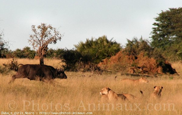 Photo de Lion