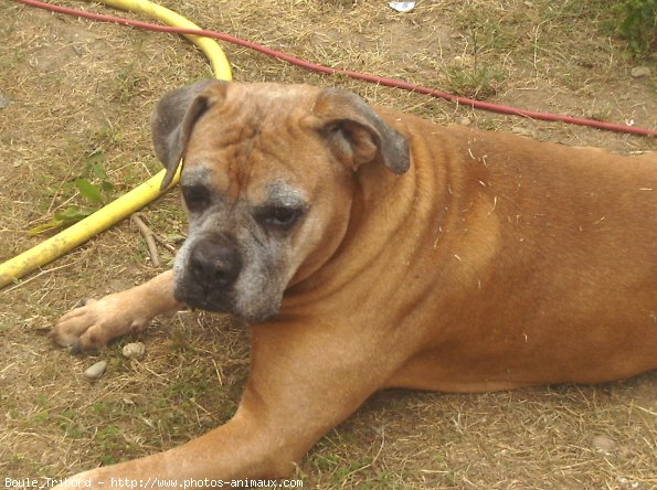 Photo de Boxer