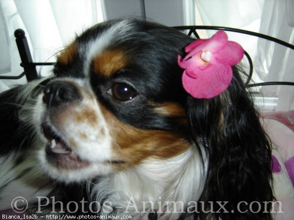 Photo de Cavalier king charles spaniel