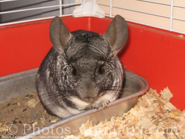 Photo de Chinchilla