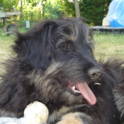 Photo de Chien de berger de la serra aires