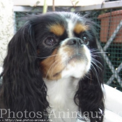 Photo de Cavalier king charles spaniel