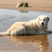 Photo de Golden retriever