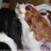 Photo de Cavalier king charles spaniel