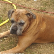 Photo de Boxer