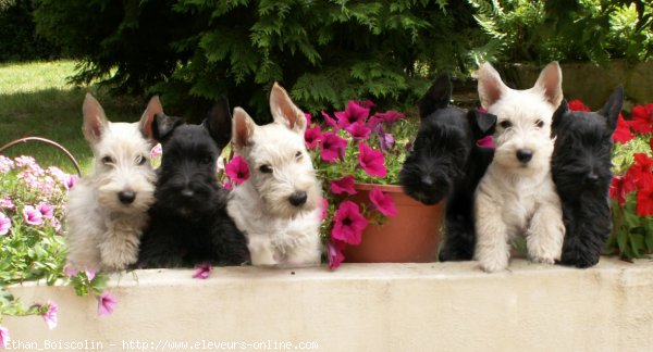 Photo de West highland white terrier