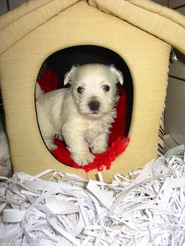 Photo de West highland white terrier