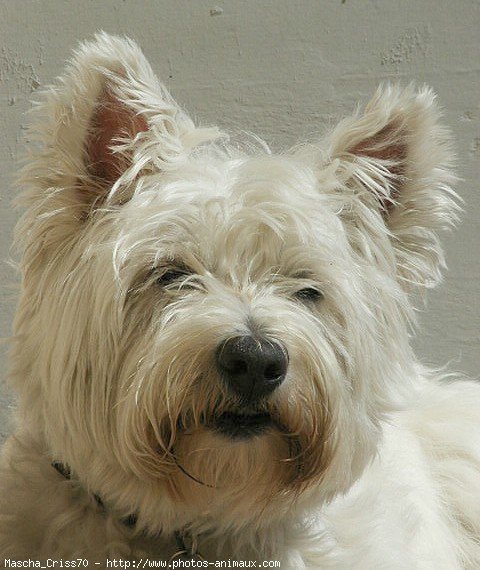 Photo de West highland white terrier