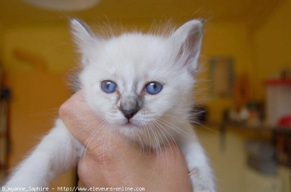 Photo de Sacr de birmanie