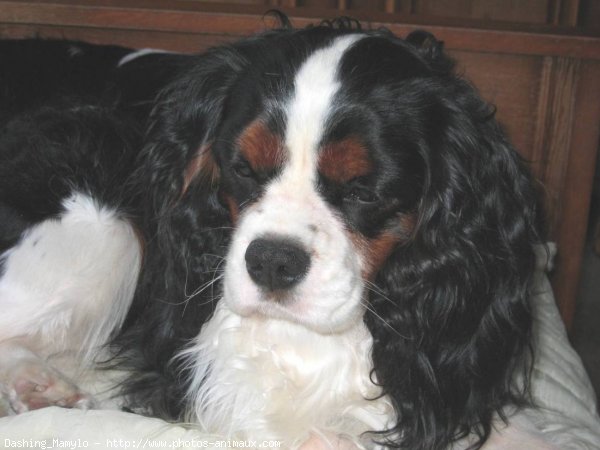 Photo de Cavalier king charles spaniel