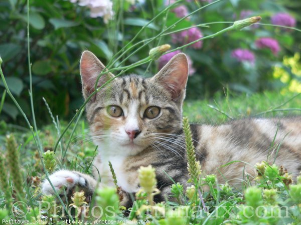 Photo de Chat domestique