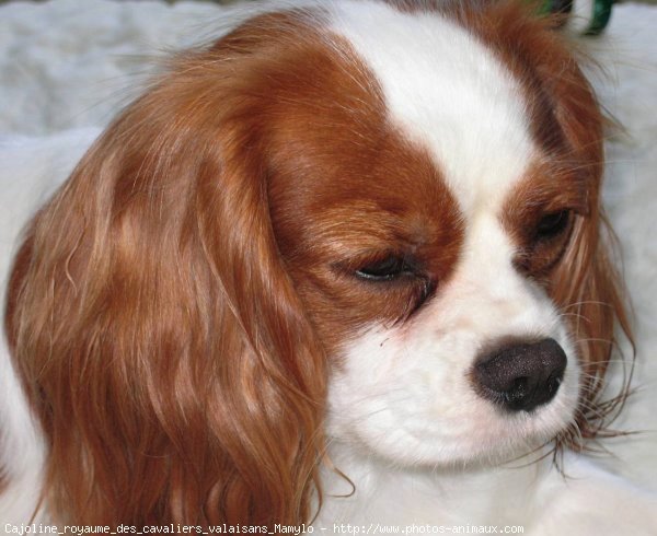 Photo de Cavalier king charles spaniel