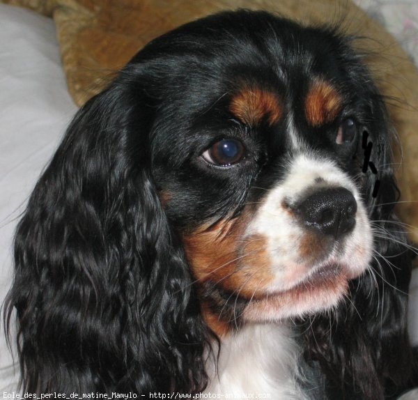 Photo de Cavalier king charles spaniel