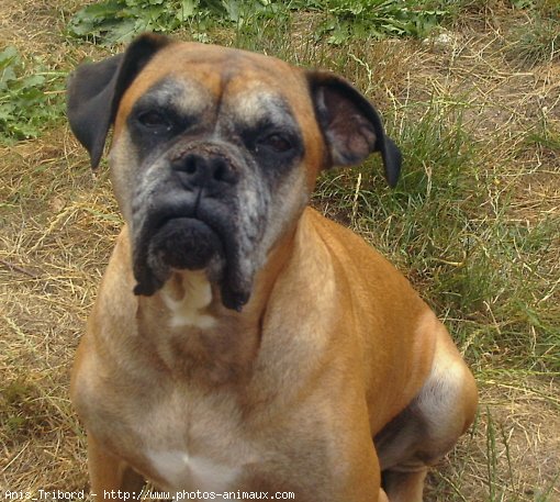 Photo de Boxer