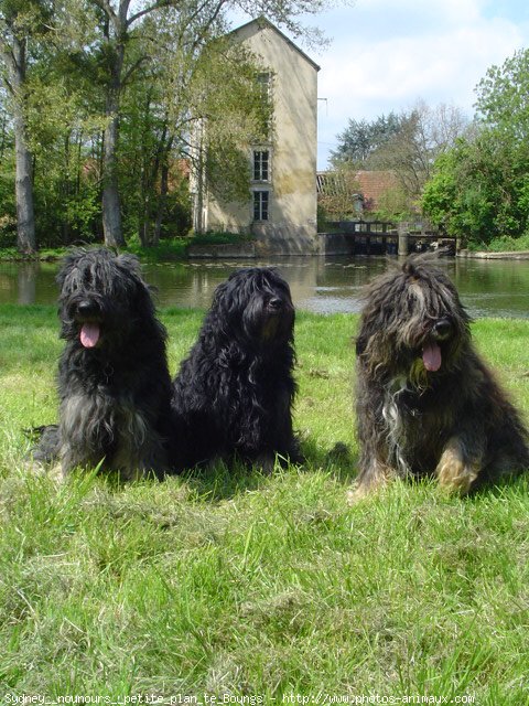 Photo de Chien de berger de la serra aires