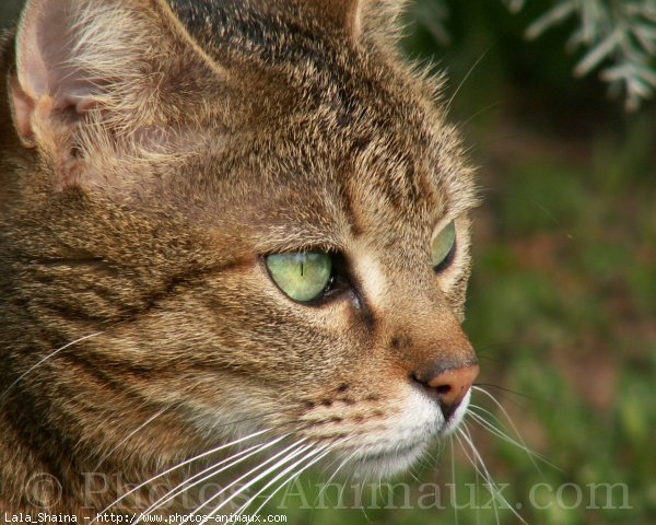 Photo de Chat domestique