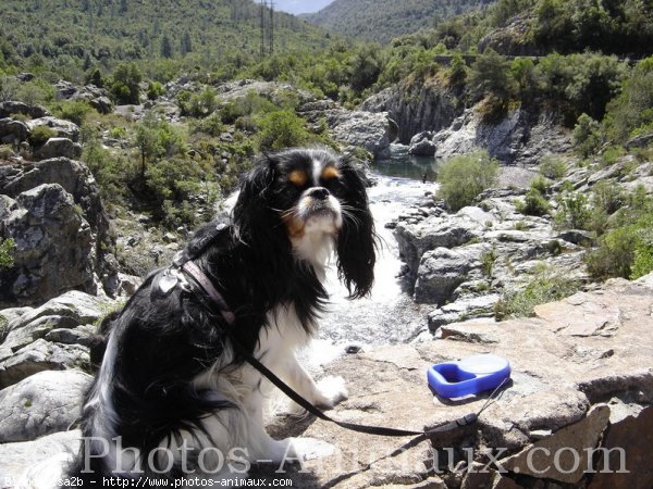 Photo de Cavalier king charles spaniel