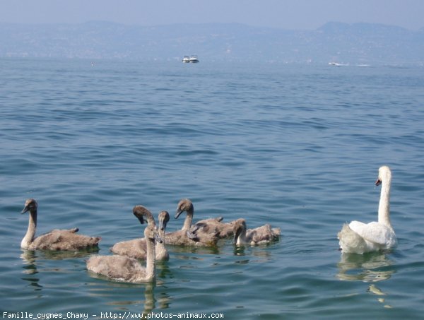 Photo de Cygne