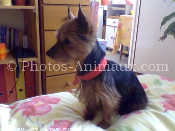 Photo de Yorkshire terrier