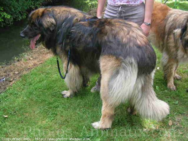 Photo de Leonberg