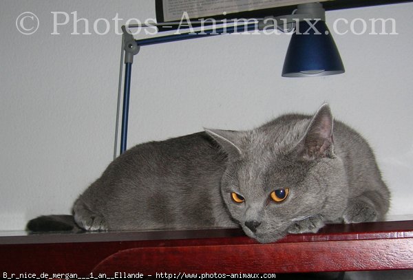 Photo de Chartreux