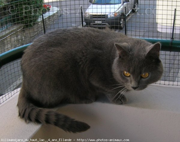 Photo de Chartreux