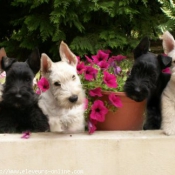 Photo de West highland white terrier