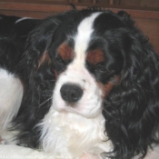 Photo de Cavalier king charles spaniel