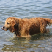 Photo de Golden retriever