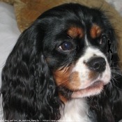 Photo de Cavalier king charles spaniel