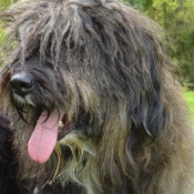 Photo de Chien de berger de la serra aires