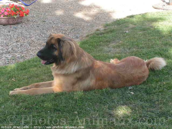 Photo de Leonberg