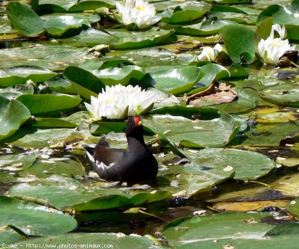 Photo de Poule d'eau