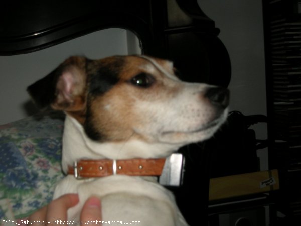 Photo de Jack russell terrier