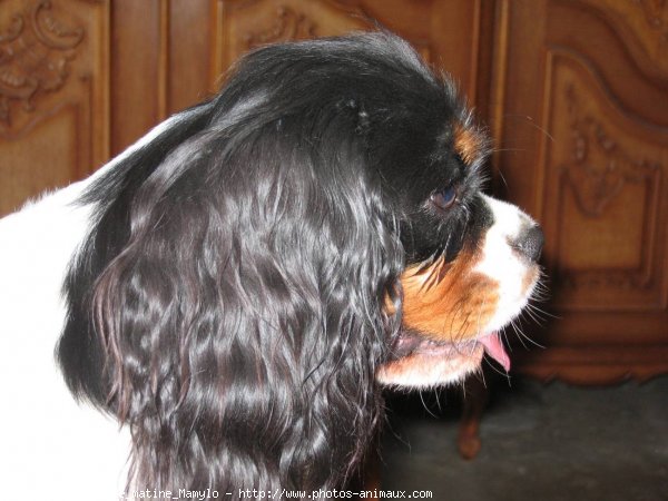 Photo de Cavalier king charles spaniel