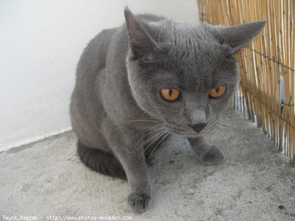 Photo de Chartreux