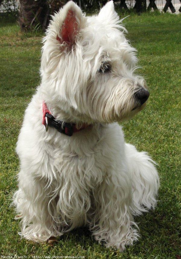 Photo de West highland white terrier