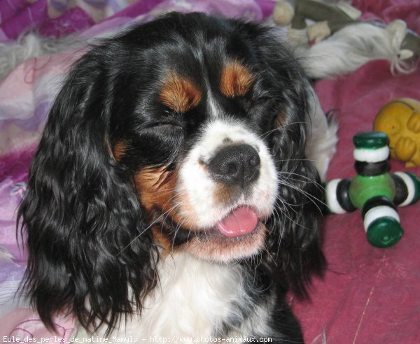 Photo de Cavalier king charles spaniel