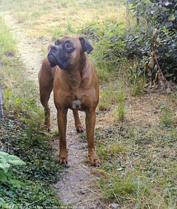 Photo de Boxer