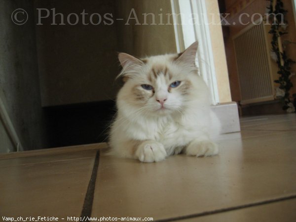 Photo de Ragdoll