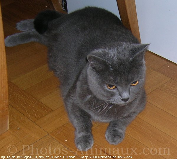 Photo de Chartreux