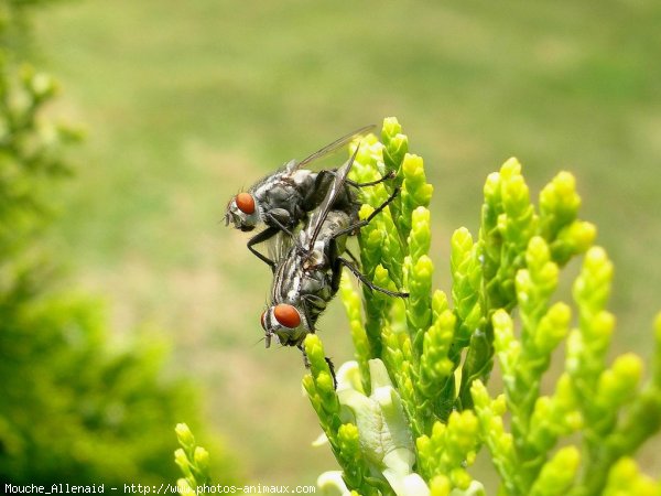 Photo de Mouche