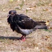 Photo de Pigeon