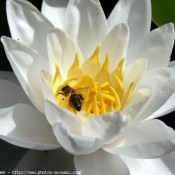 Photo d'Abeille