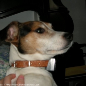 Photo de Jack russell terrier