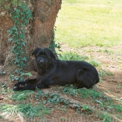 Photo de Schnauzer gant