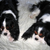 Photo de Cavalier king charles spaniel