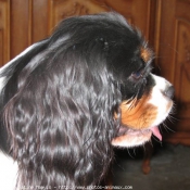 Photo de Cavalier king charles spaniel