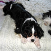 Photo de Cavalier king charles spaniel