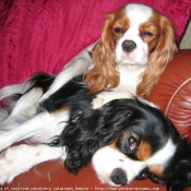 Photo de Cavalier king charles spaniel